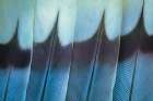 USA, Washington. Wing feathers of mourning dove. Art Print